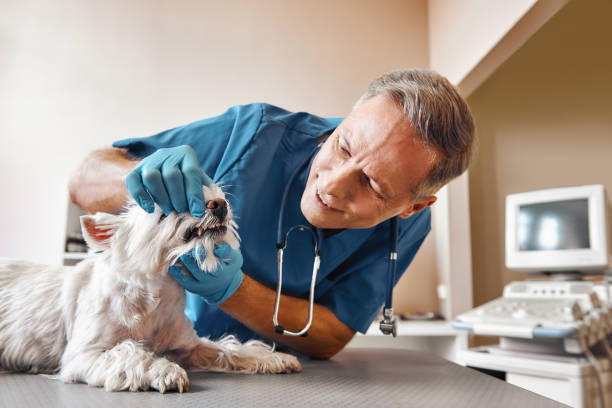 Best Emergency Dental Care for Broken or Chipped Teeth in Westwood, KS
